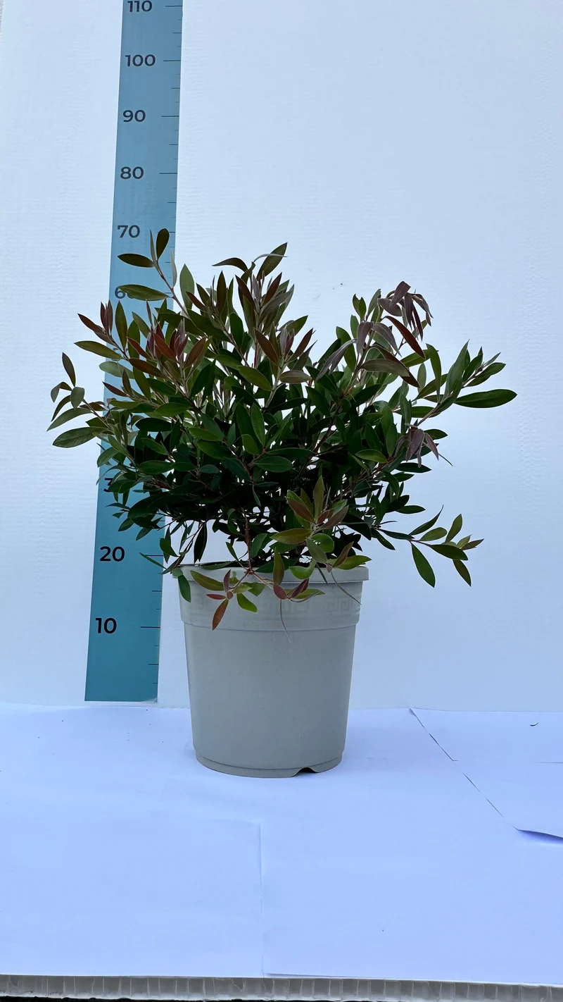 Callistemon Citrinus Splendens - Cespuglio
