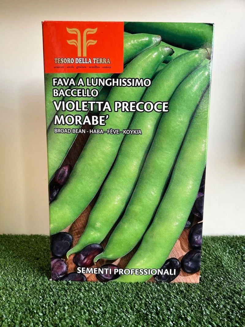 FAVA VIOLETTA PRECOCE morabè