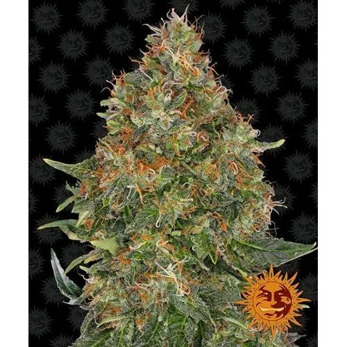 BARNEY'S FARM - PINEAPPLE EXPRESS AUTO - 5 SEMI