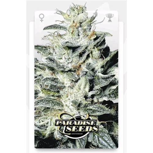PARADISE SEEDS - SENSI STAR FEM - 3 SEMI