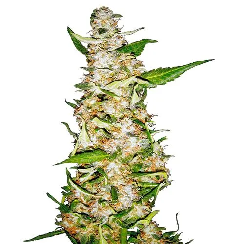 - NUOVO - SENSI SEEDS SKUNK #1 AUTOMATIC - 10 SEMI