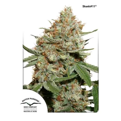 DUTCH PASSION - SKUNK#11 FEMMINIZZATA - 3 SEMI