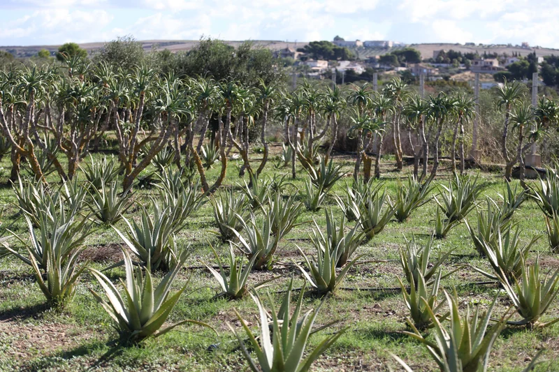 Aloe Arborescens e Miele Padre Zago | SINERGIA 2 | 500ml - Senza Alcool