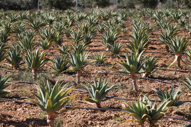 Aloe Arborescens e Miele Padre Zago | SINERGIA 2 | 500ml - Senza Alcool