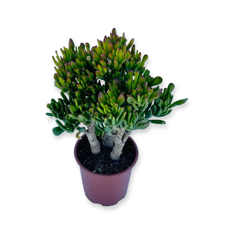 Mini Piantina di Crassula Hobbit