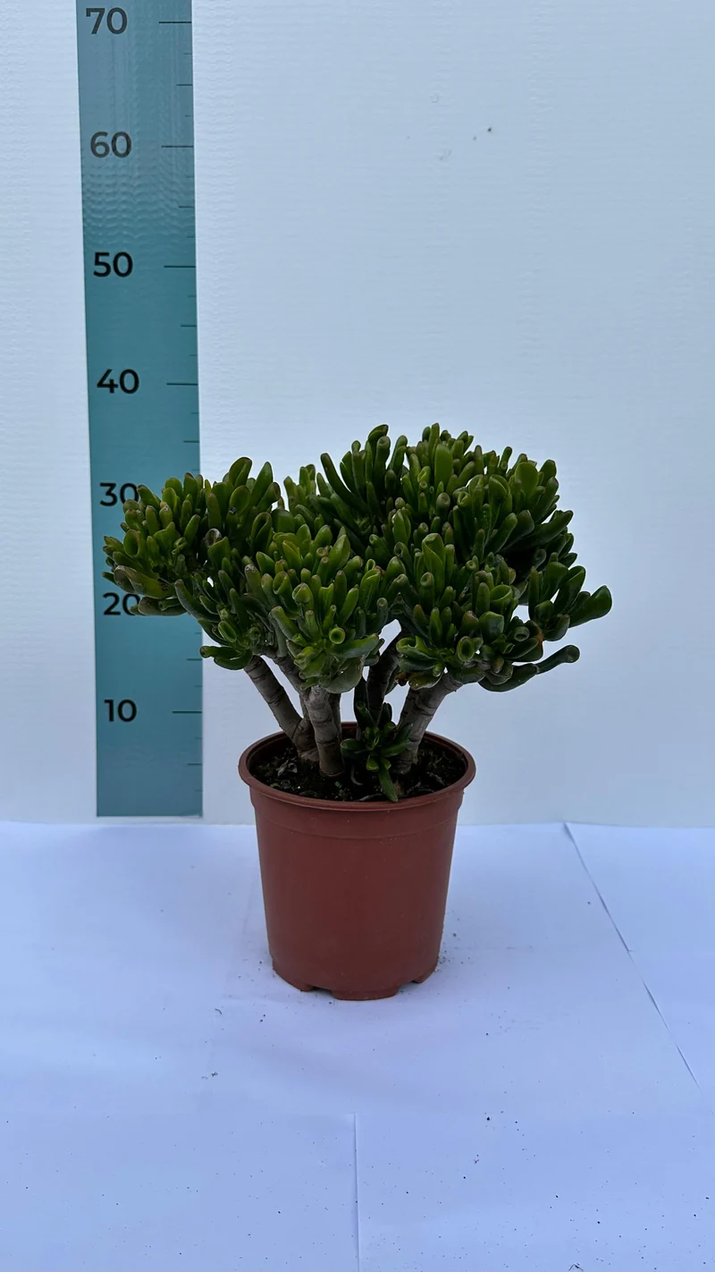 Mini Piantina di Crassula Hobbit