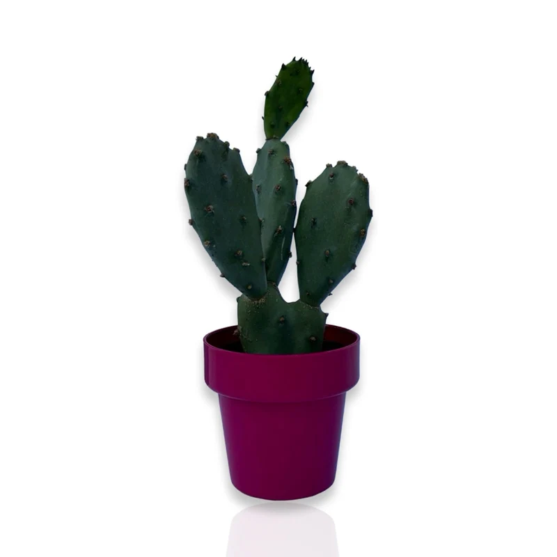Piantina di Opuntia Vulgaris CERTIFICATA