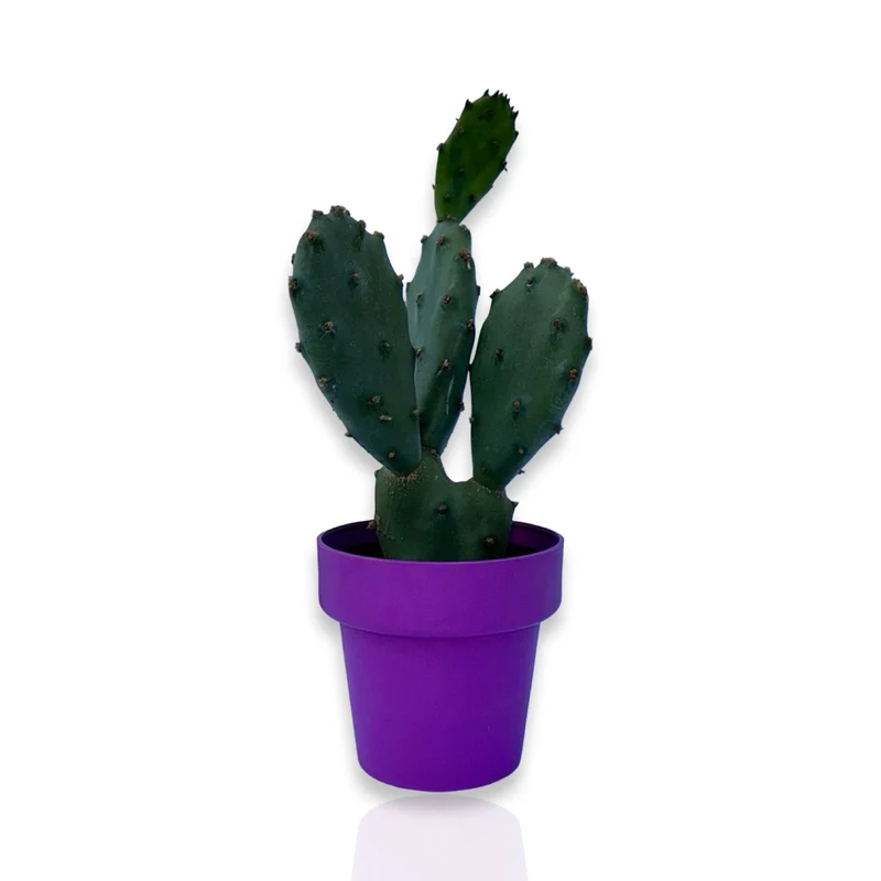 Piantina di Opuntia Vulgaris CERTIFICATA