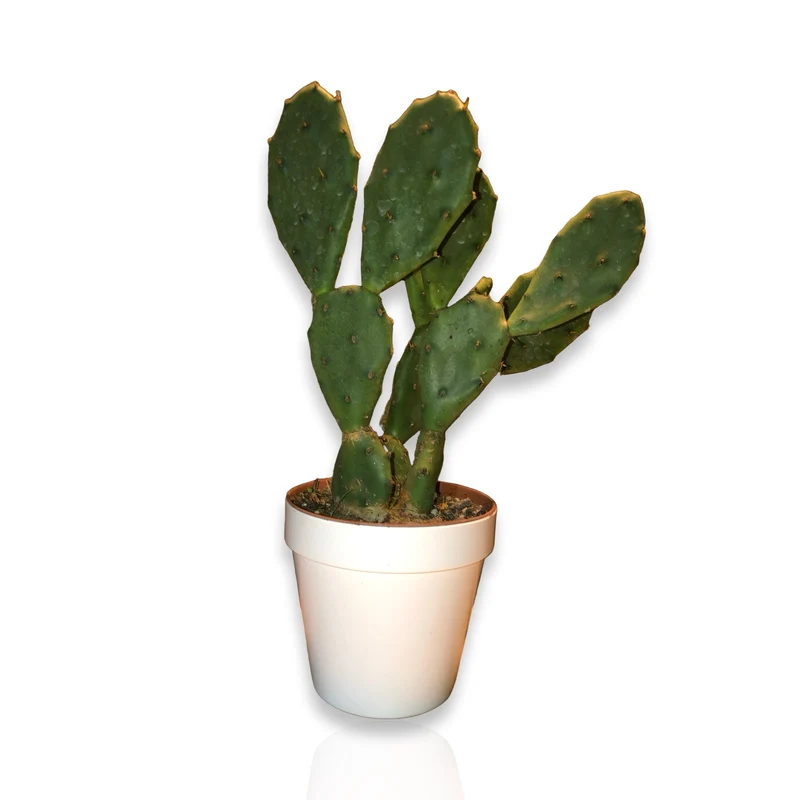Piantina di Opuntia Vulgaris CERTIFICATA