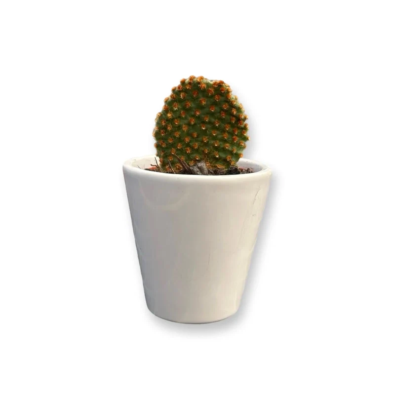 Mini Piantina grassa in vaso di ceramica CERTIFICATA