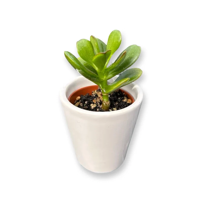 Mini Piantina grassa in vaso di ceramica CERTIFICATA