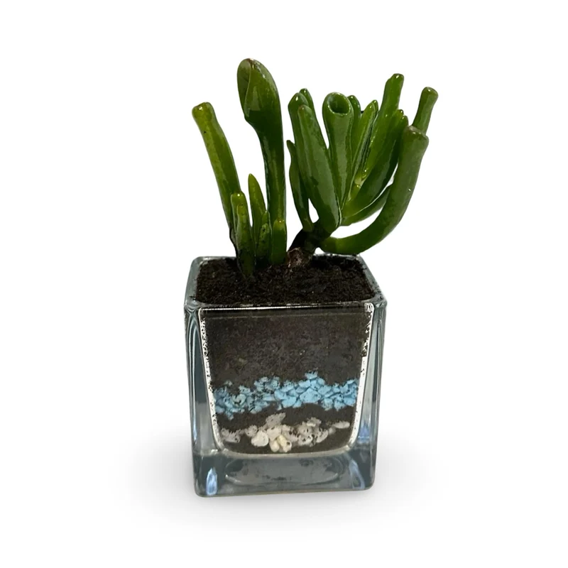 Mini Piantina grassa in vaso di ceramica CERTIFICATA