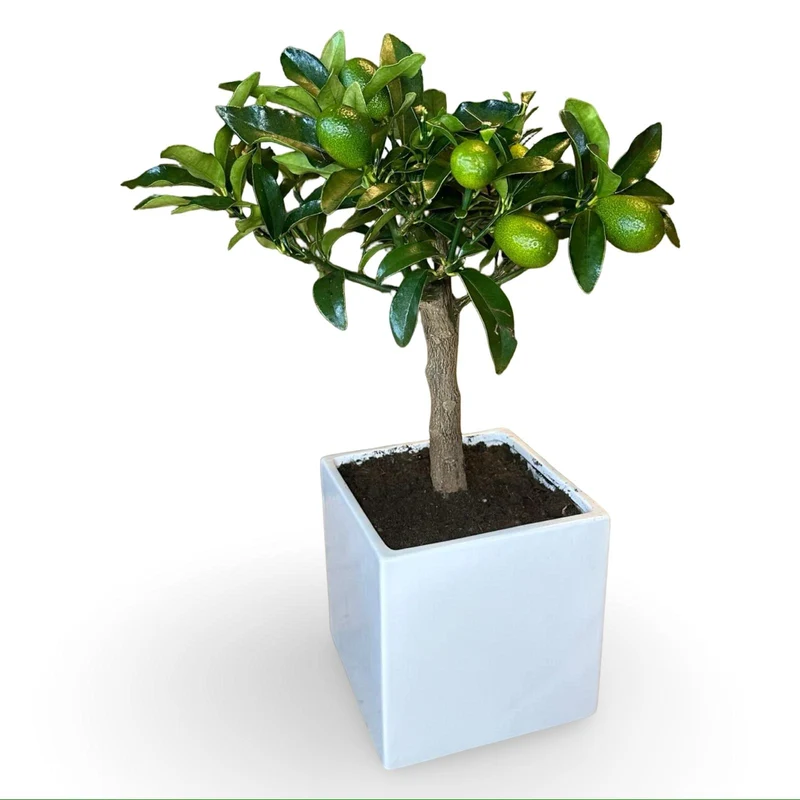 Mini Kumquat Fortunella Ø15cm H35/40cm – Agrume Made in Sicily