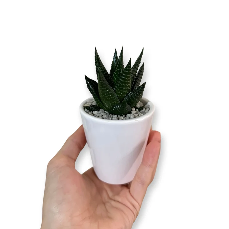 Set mini piante grasse vere vaso ceramica 5,5cm