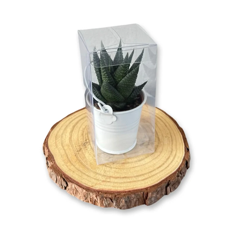 Set mini piante grasse vere vaso ceramica 5,5cm