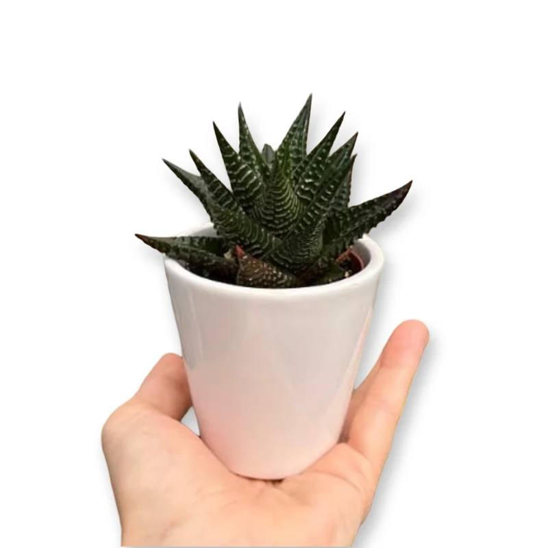 Set mini piante grasse vere vaso ceramica 5,5cm