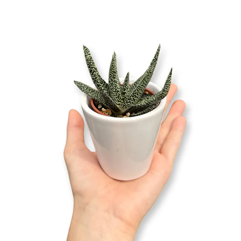 Set mini piante grasse vere vaso ceramica 5,5cm
