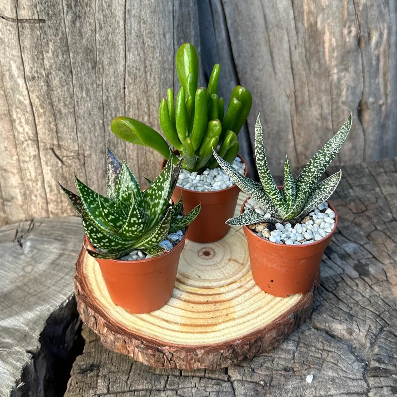 Set mini piante grasse vere vaso ceramica 5,5cm