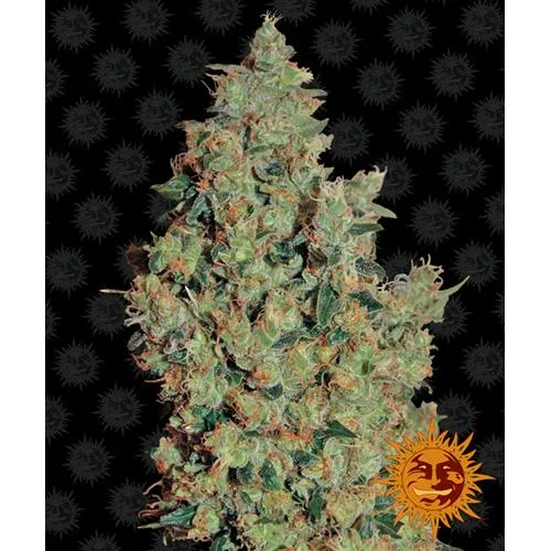 BARNEY'S FARM - TANGERINE DREAM FEMMINIZZATO - 5 SEMI