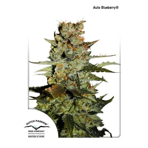 DUTCH PASSION - BLUEBERRY AUTO - 3 SEMI