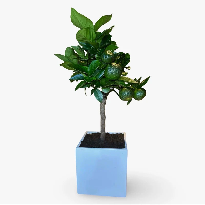 Mini Limetta Rossa o PURSHA Ø15cm H35/40cm – Agrume Made in Sicily