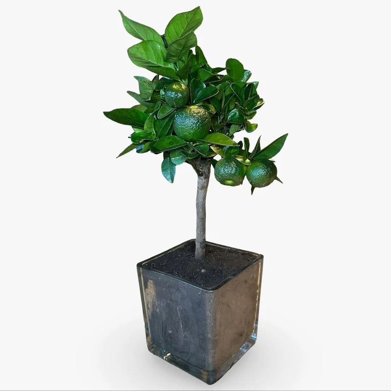 Mini Limetta Rossa o PURSHA Ø15cm H35/40cm – Agrume Made in Sicily