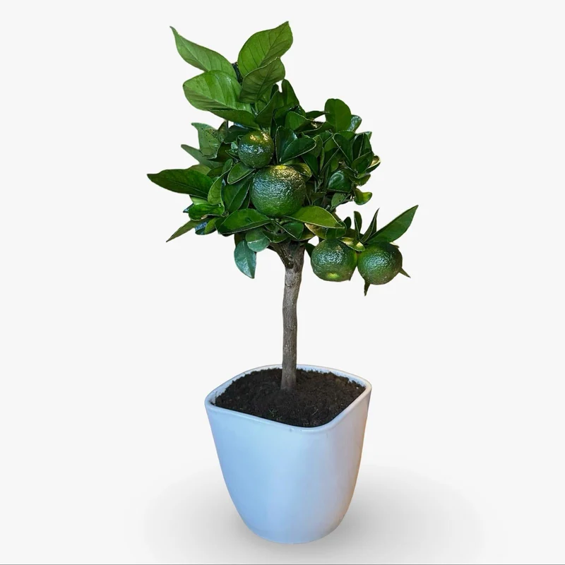 Mini Limetta Rossa o PURSHA Ø15cm H35/40cm – Agrume Made in Sicily