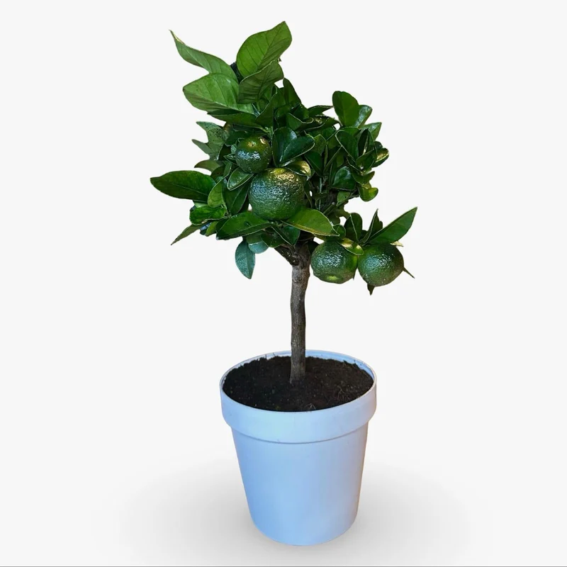 Mini Limetta Rossa o PURSHA Ø15cm H35/40cm – Agrume Made in Sicily