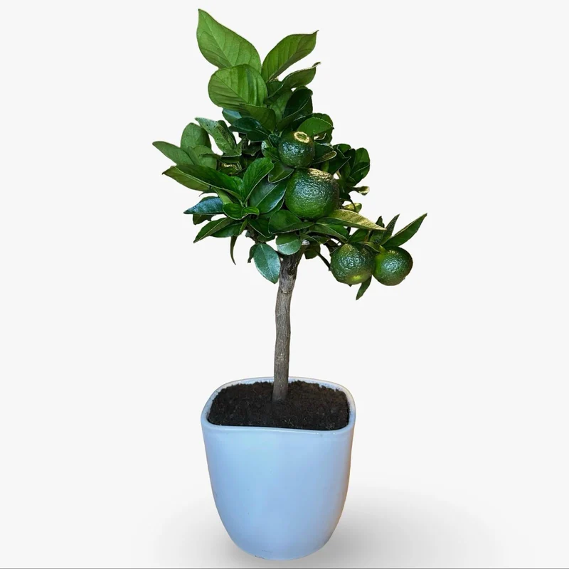 Mini Limetta Rossa o PURSHA Ø15cm H35/40cm – Agrume Made in Sicily
