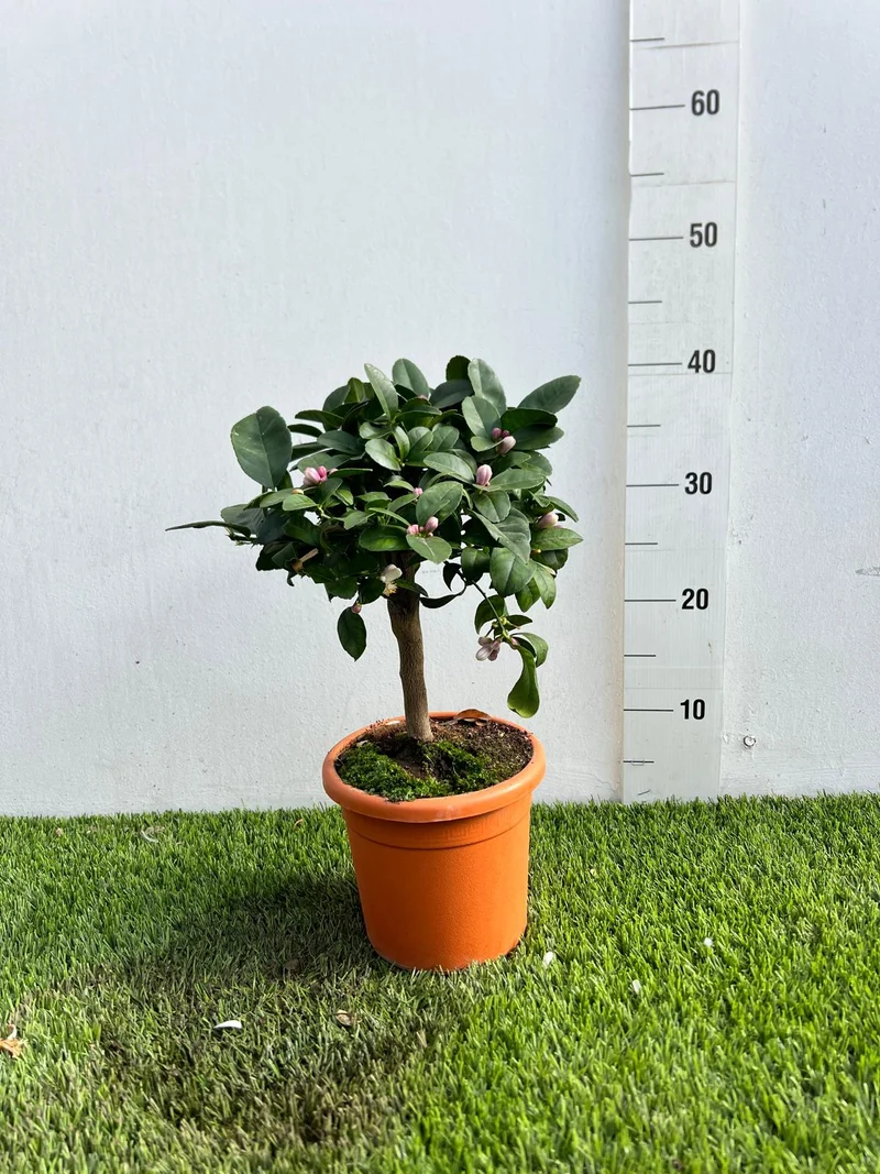 Mini Limetta Rossa o PURSHA Ø15cm H35/40cm – Agrume Made in Sicily