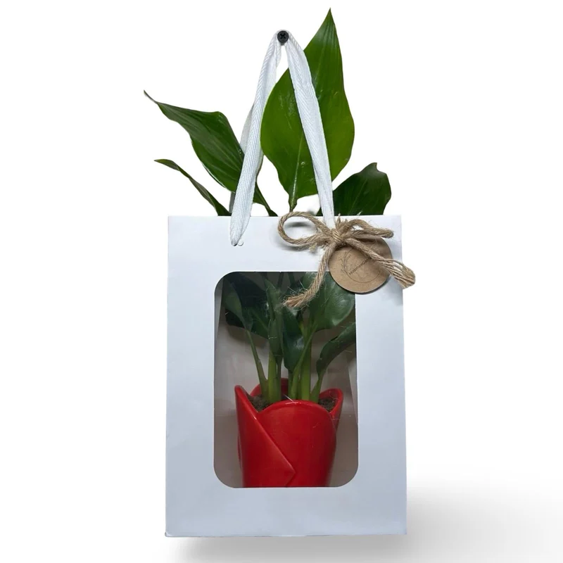 Mini Strelitzia Augusta S.Valentino