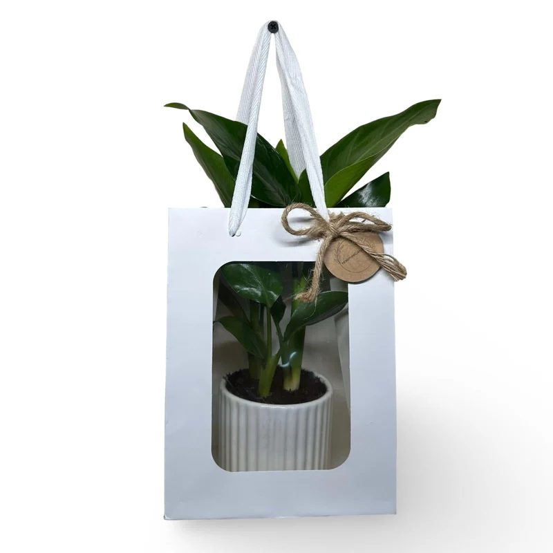 Mini Strelitzia Augusta S.Valentino