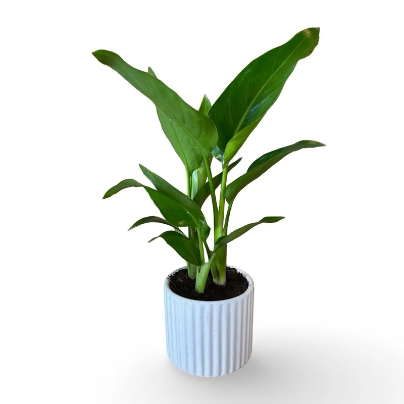 Mini Strelitzia Augusta S.Valentino