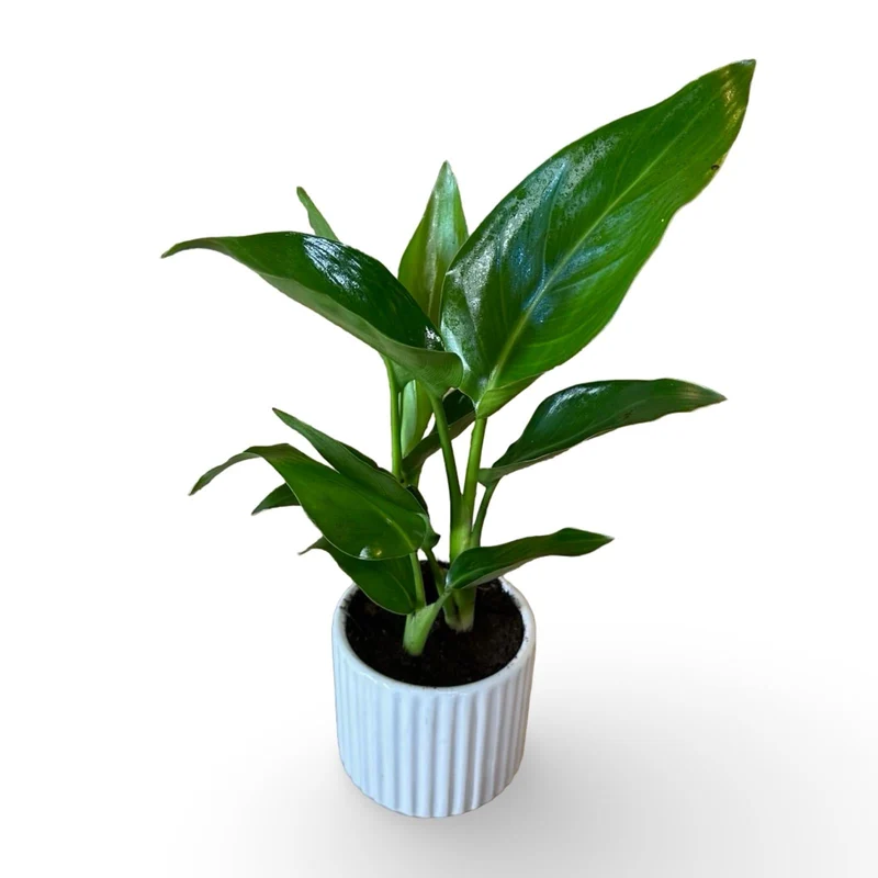 Mini Strelitzia Augusta S.Valentino