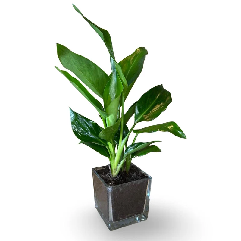 Mini Strelitzia Augusta S.Valentino