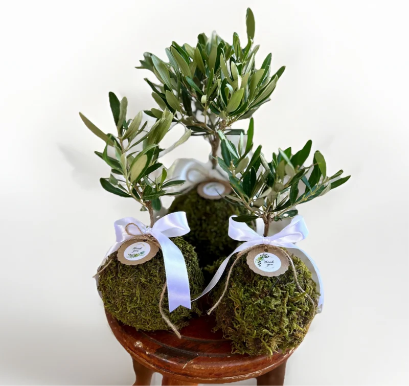 Kokedama di Ulivo - Olea Europea