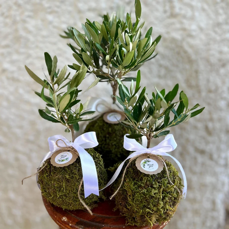 Kokedama di Ulivo - Olea Europea