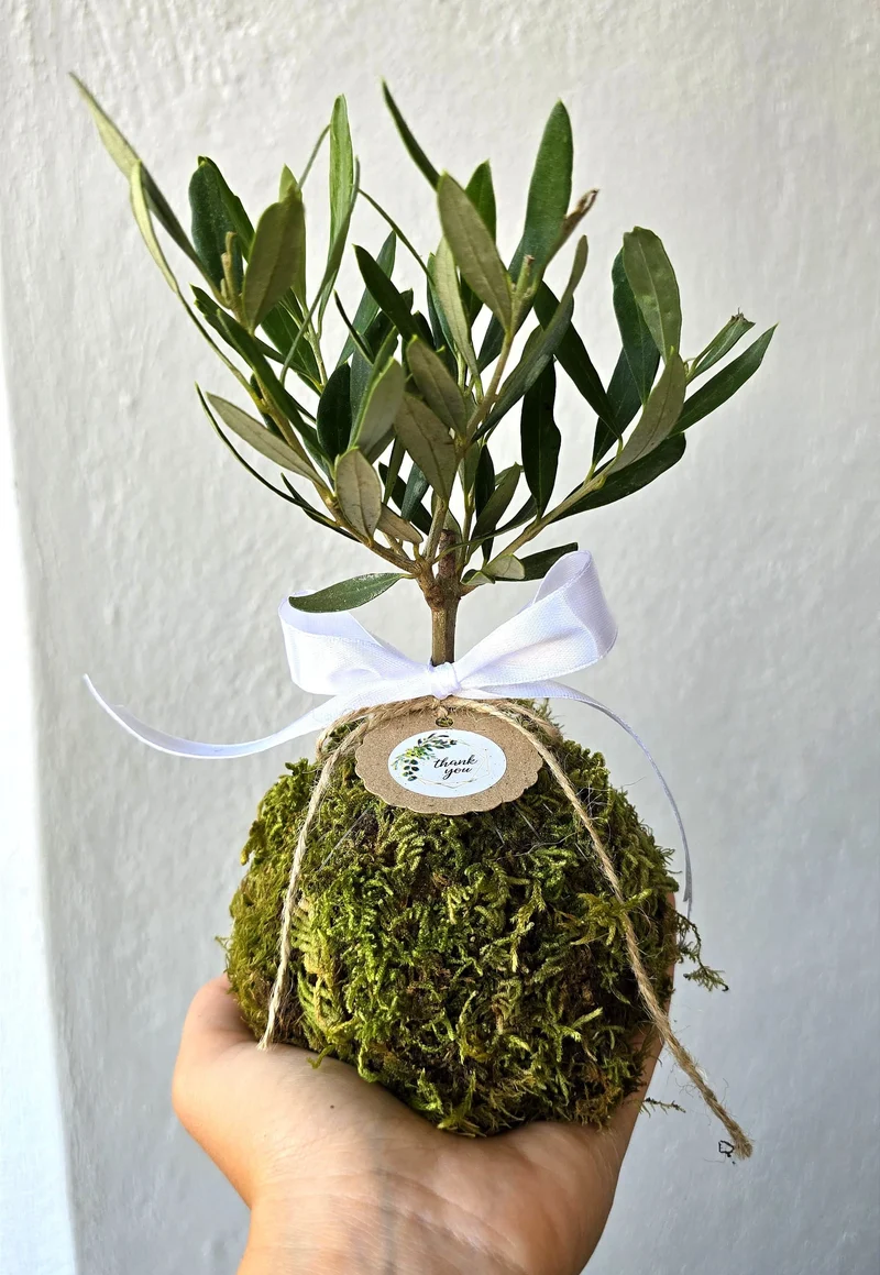 Kokedama di Ulivo - Olea Europea
