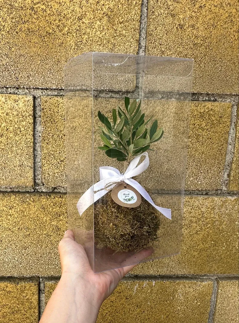 Kokedama di Ulivo - Olea Europea