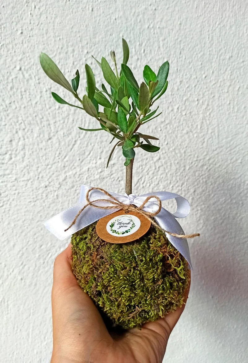 Kokedama di Ulivo - Olea Europea