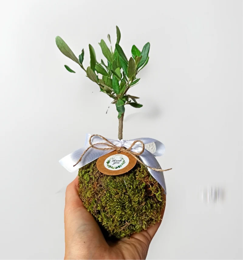 Kokedama di Ulivo - Olea Europea