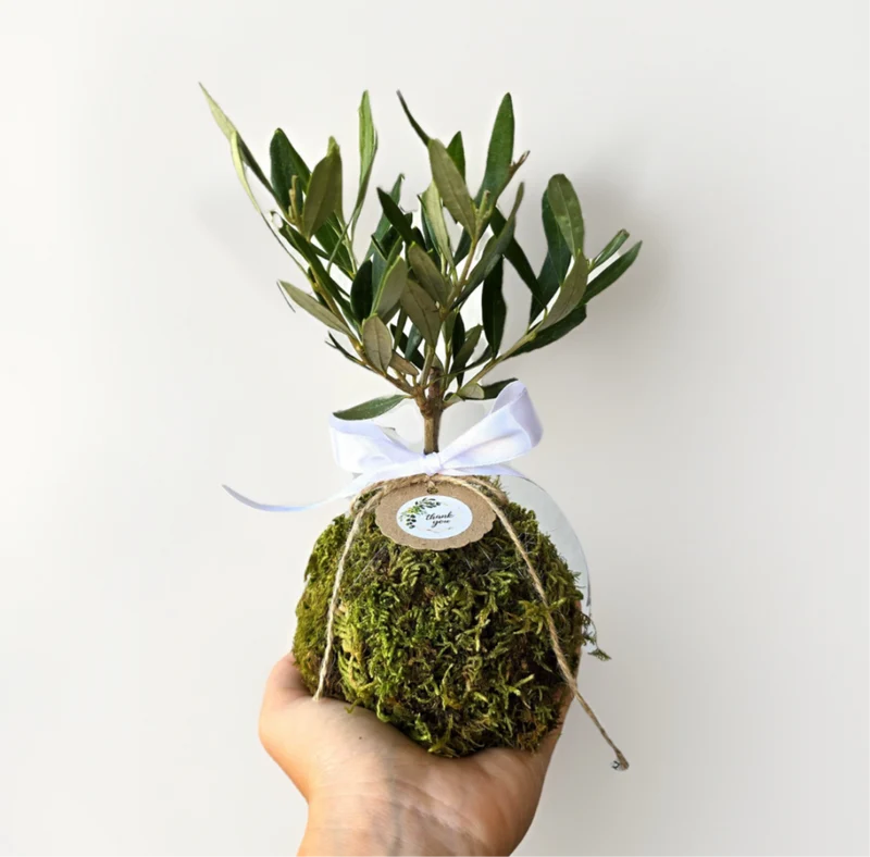 Kokedama di Ulivo - Olea Europea