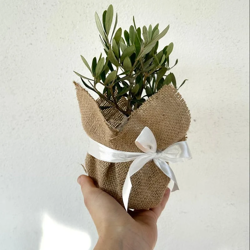 Piantina di Ulivo H20cm v10cm con juta e nastro per bomboniere CERTIFICATE
