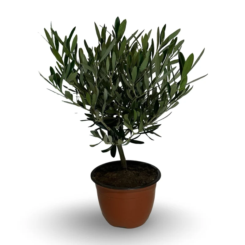 Ciotola simil-Bonsai di Ulivo - Olea europea cipressino CERTIFICATA