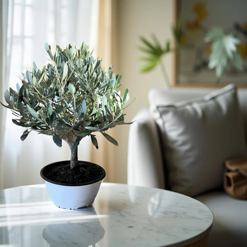 Ciotola simil-Bonsai di Ulivo - Olea europea cipressino CERTIFICATA