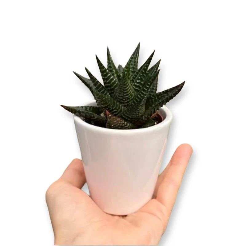 Mini Piantina grassa in vaso quadrato in vetro trasparente CERTIFICATA