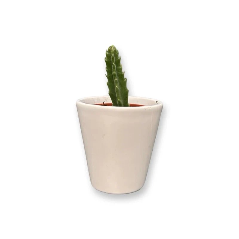 Mini Piantina grassa in vaso quadrato in vetro trasparente CERTIFICATA