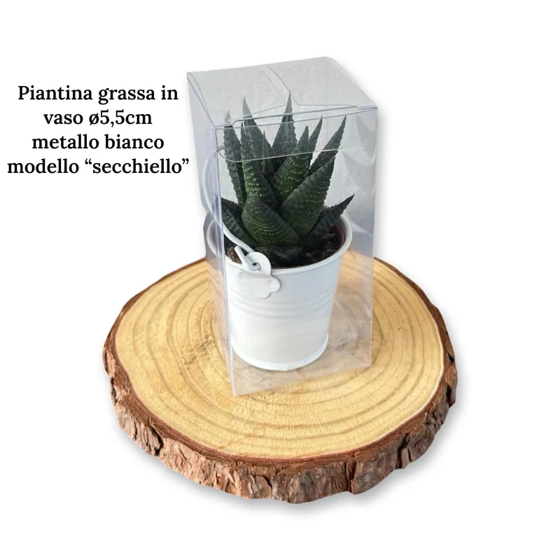 Mini Piantina grassa in vaso quadrato in vetro trasparente CERTIFICATA