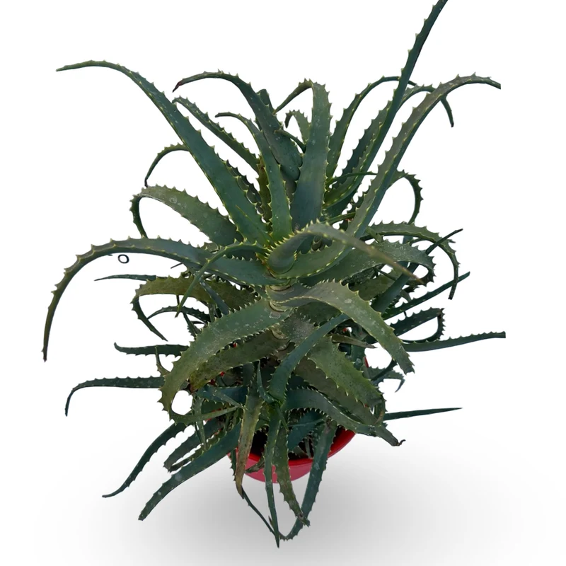Pianta di Aloe Vera Arborescens