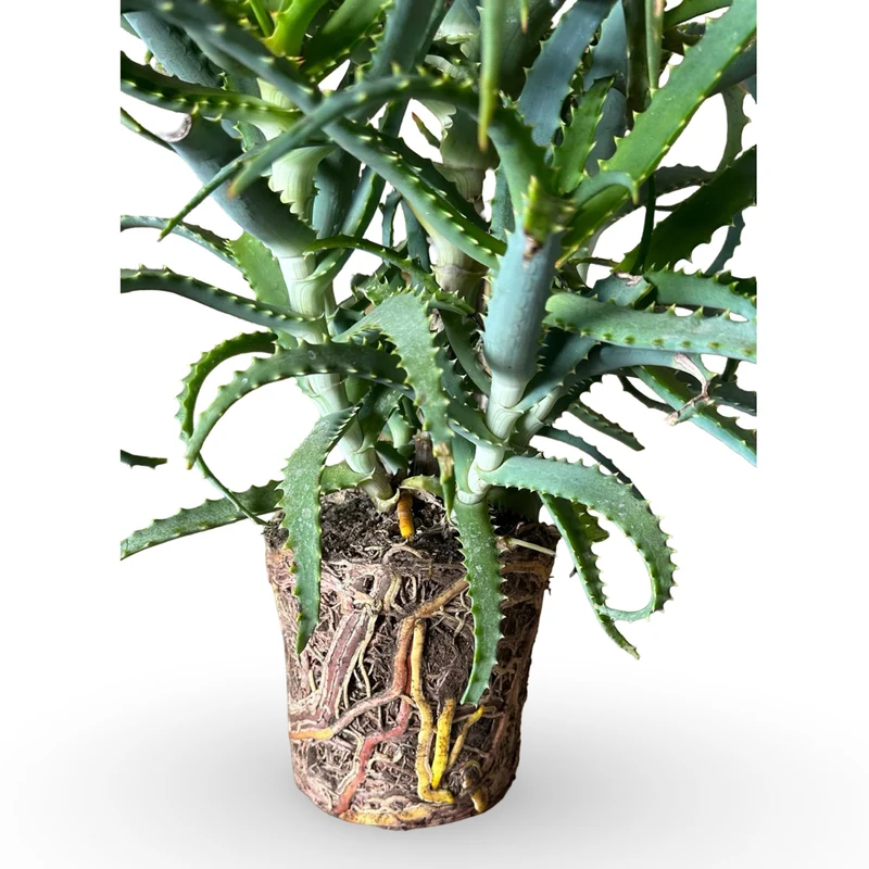 Pianta di Aloe Vera Arborescens